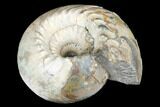 Iridescent Ammonite (Cadoceras) Fossil - Micailov, Russia #180802-3